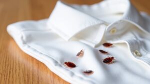 dry cleaning bed bug survival